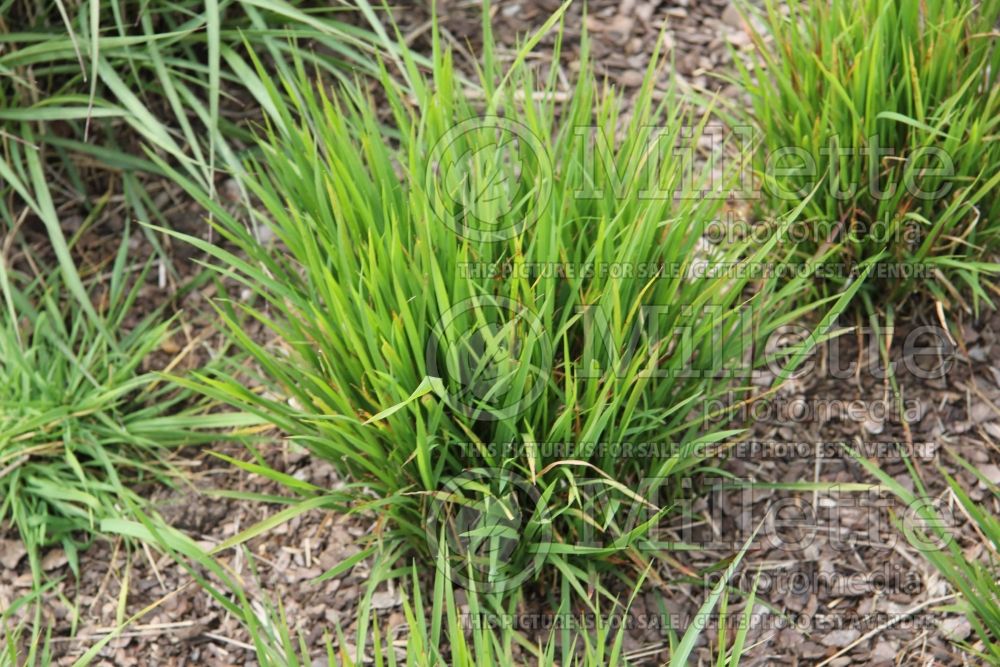 Ehrharta stipoides (weeping veldtgrass) 1 