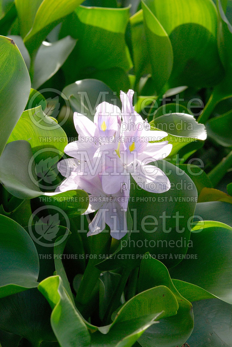 Eichhornia crassipes (Common Water Hyacinth) 1