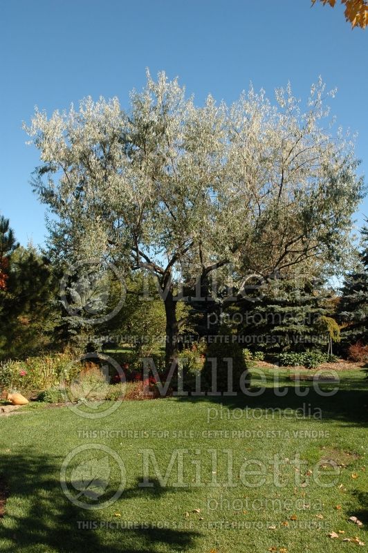 Elaeagnus angustifolia (Russian olive, silver berry) 6 