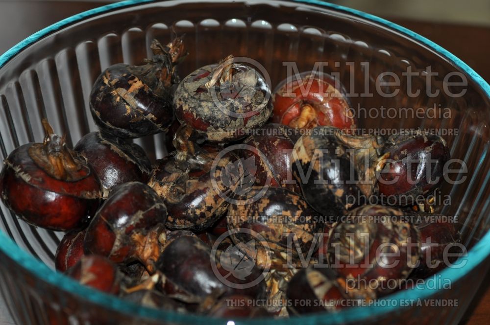 Eleocharis dulcis (Chinese water chestnut) 1