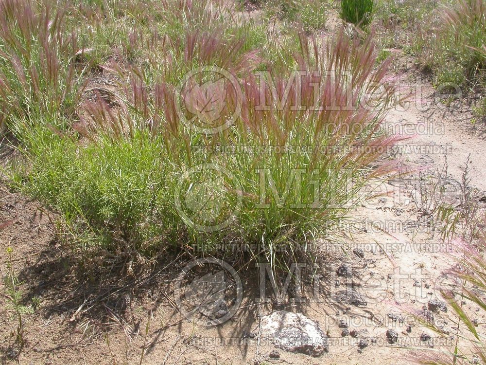 Elymus elymoides (Squirrel tail grass) 4  