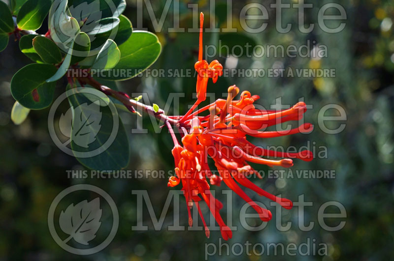 Embothrium coccineum (Chilean Fire Bush, Flame Flower) 1 