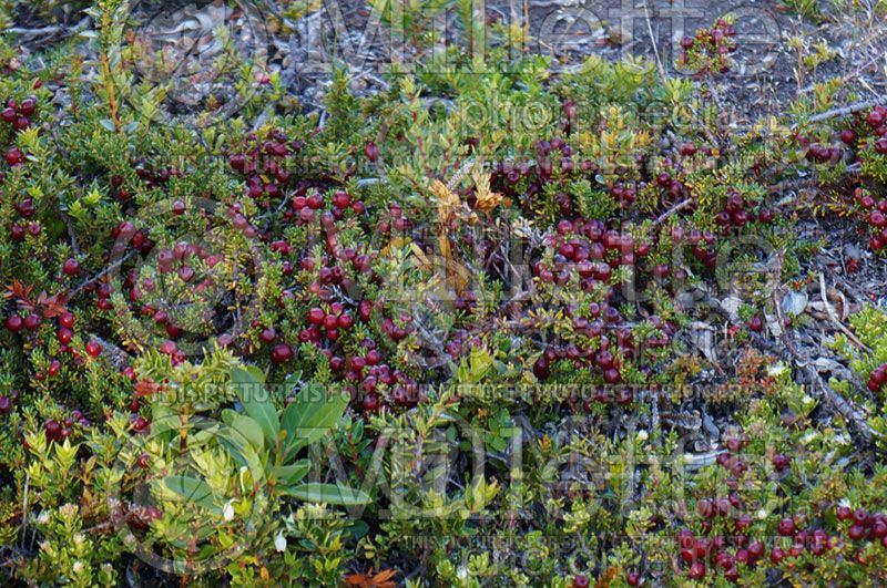 Empetrum rubrum (Red crowberry)  2