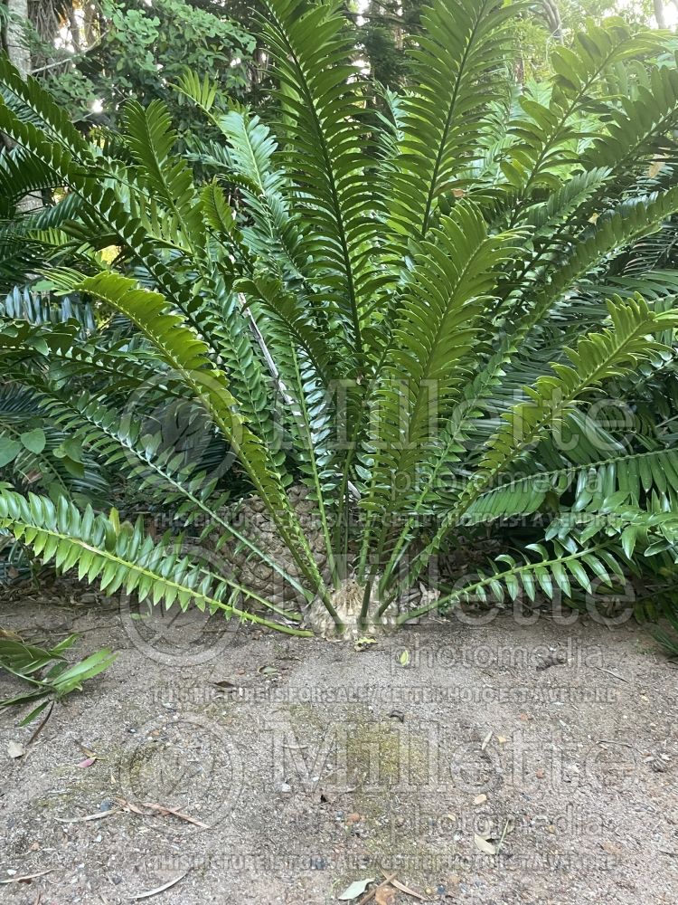 Encephalartos altensteinii (Eastern Cape cycad) 3