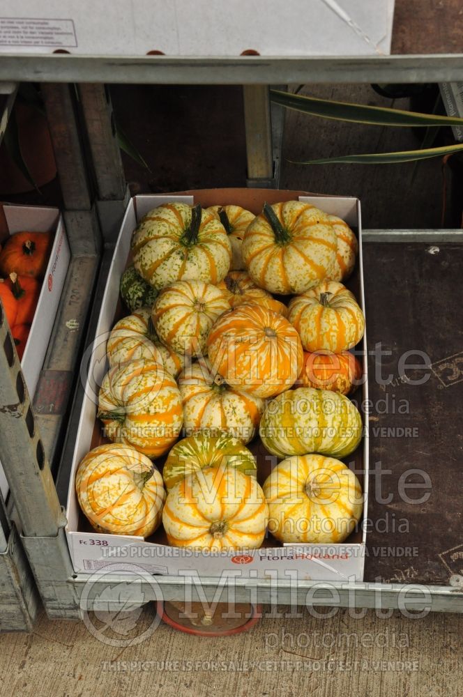 Group of  pumpkins in Autumn Fall (Ambiance) 56