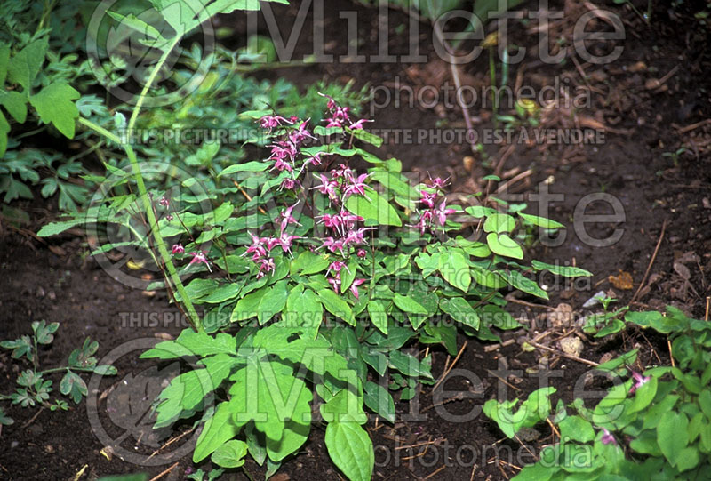 Epimedium Lilac Fairy or Lilafee (Barrenwort) 1 
