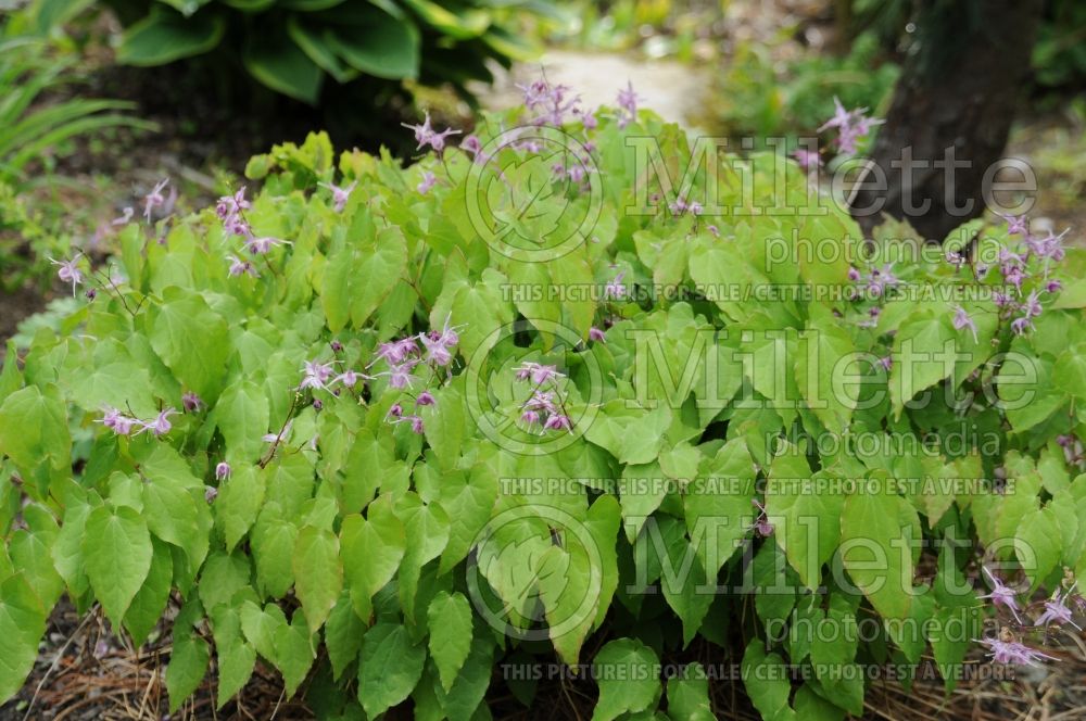 Epimedium Lilac Fairy aka Lilafee (Barrenwort)  3