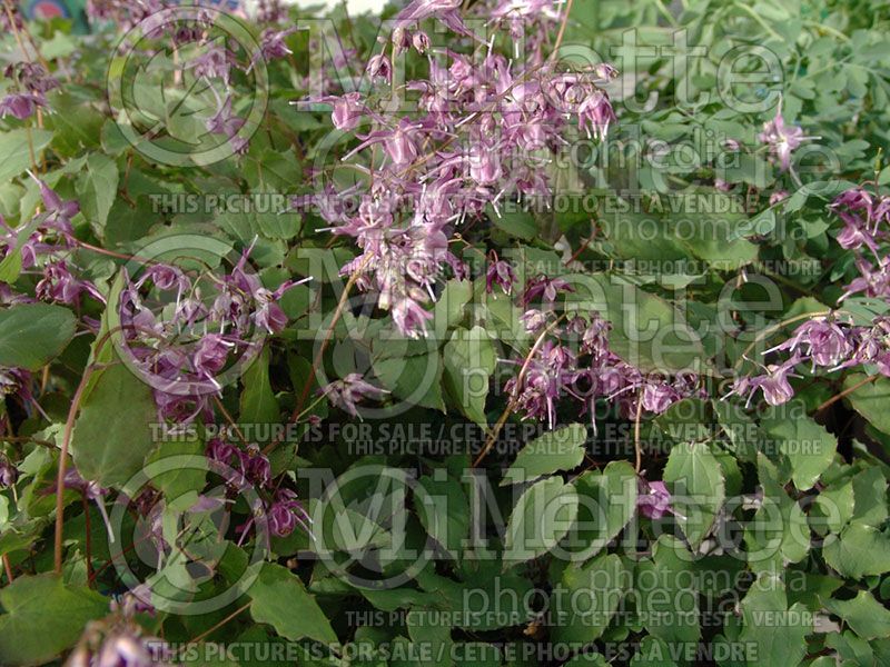 Epimedium Lilac Fairy aka Lilafee (Barrenwort)  2