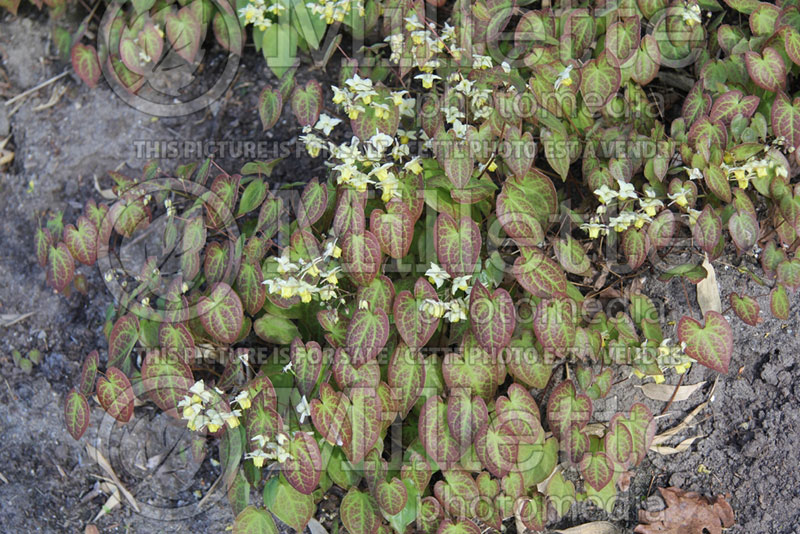 Epimedium Sulphureum (Barrenwort) 7 