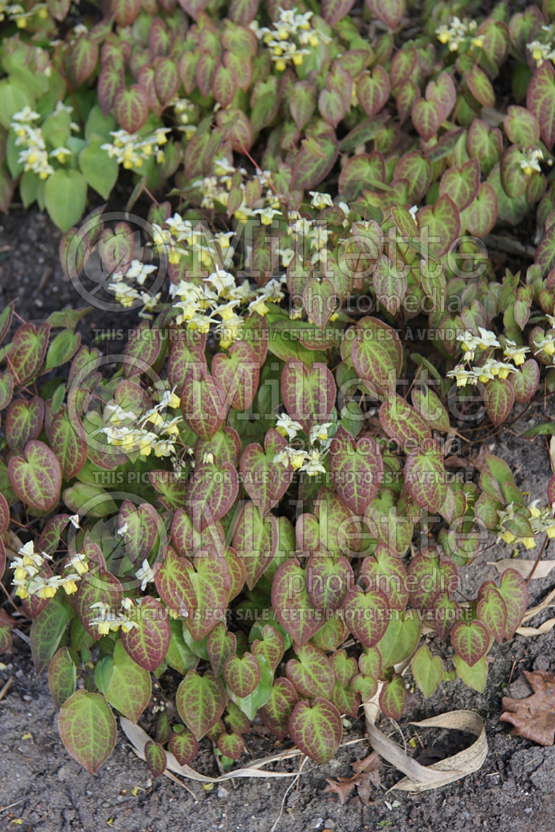 Epimedium Sulphureum (Barrenwort) 6 