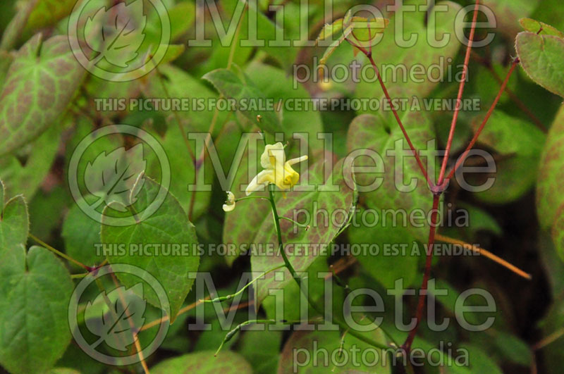 Epimedium Sulphureum (Barrenwort) 4 