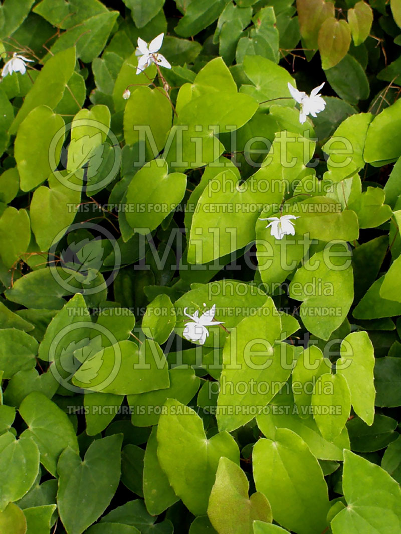 Epimedium Niveum (Barrenwort)  4 