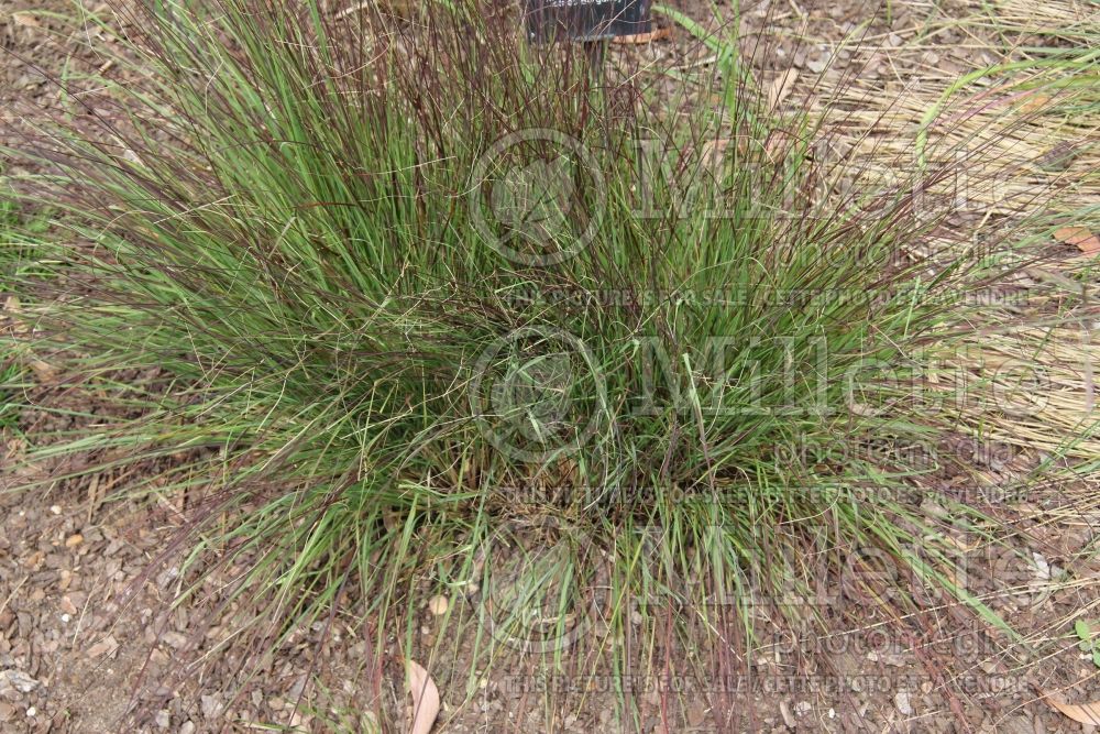 Eragrostis Totnes Burgundy (Love Grass) 1 