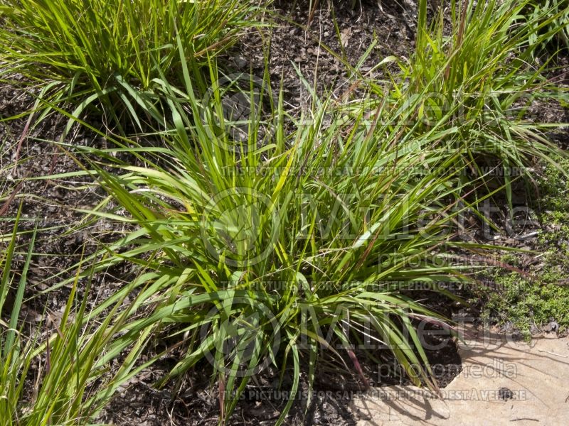 Eragrostis spectabilis (purple lovegrass) 6 