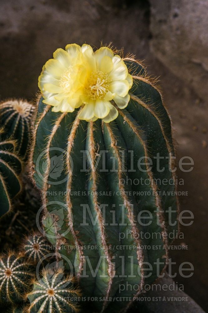 Eriocactus schumanianus aka Notocactus ampliocostatus (Cactus) 1