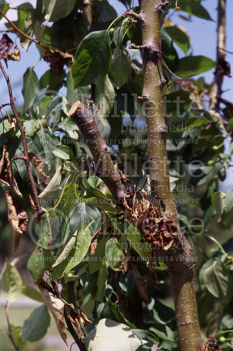 Erwinia amylovora (Fireblight  on tree disease) 2 