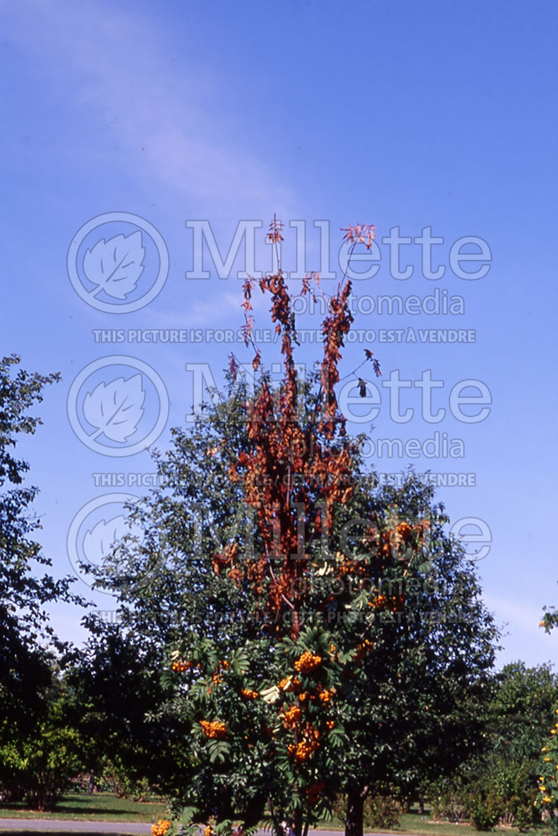 Erwinia amylovora (Fireblight  on tree disease) 1 