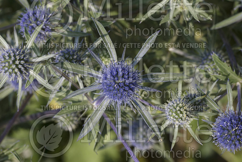 Eryngium Tetra Blau (Sea Holly) 1 