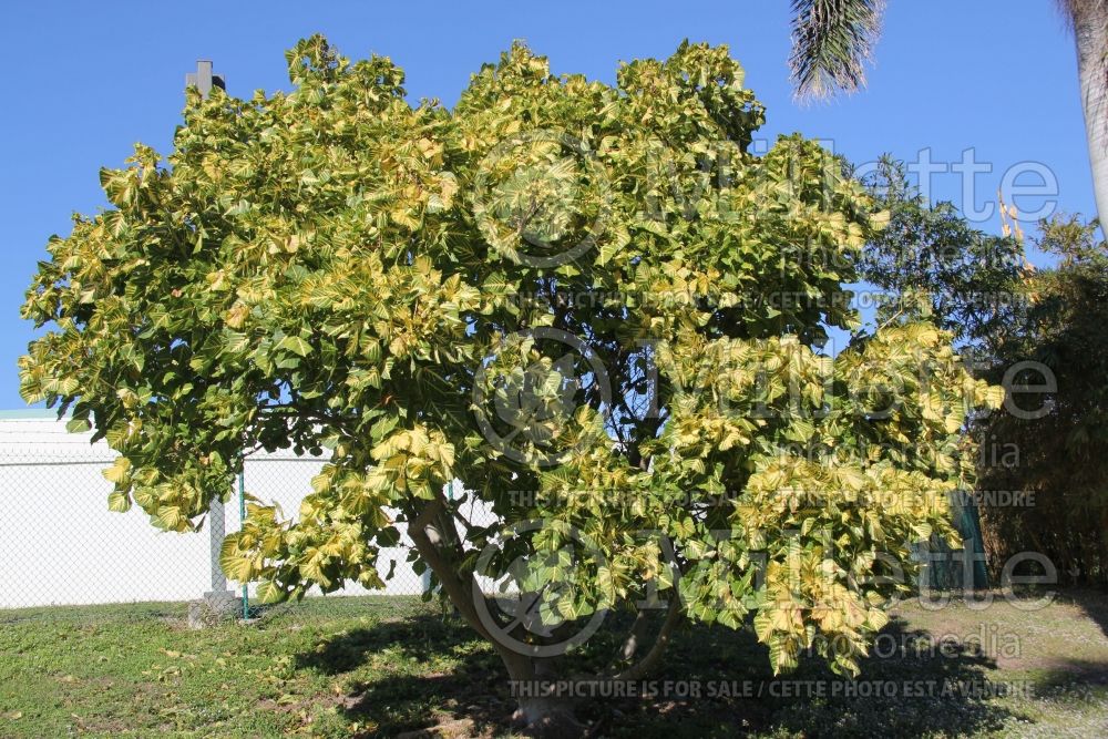 Erythrina indica var. picta (Coral Tree) 1 