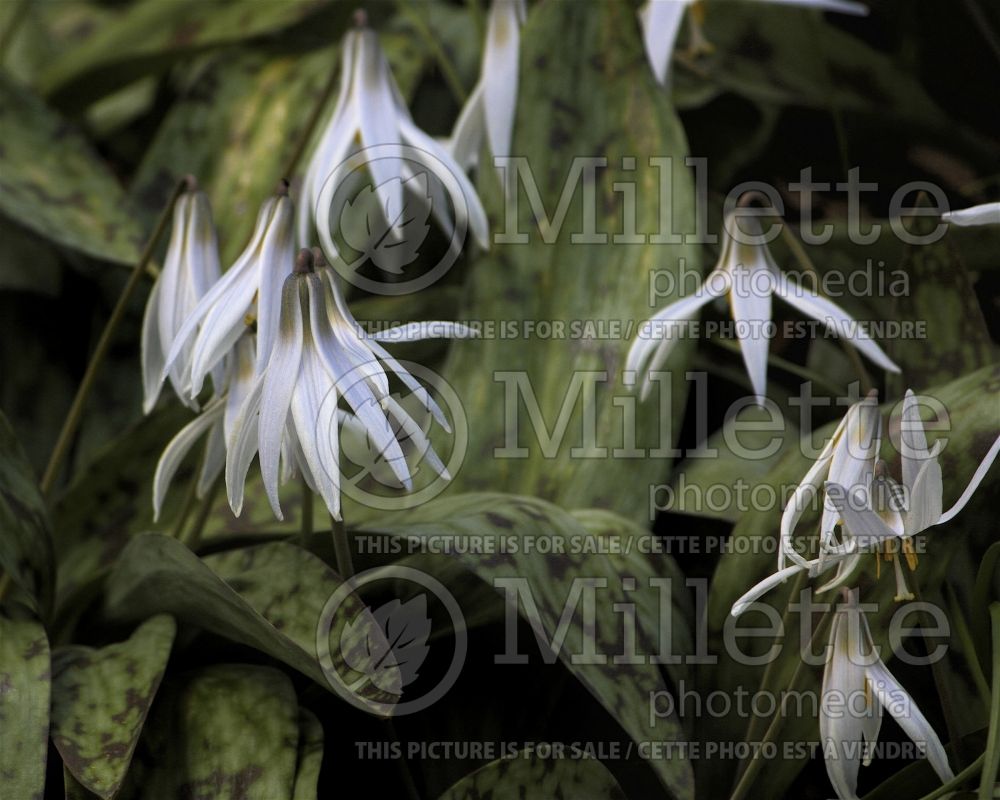 Erythronium albidum (White Trout Lily) 1 