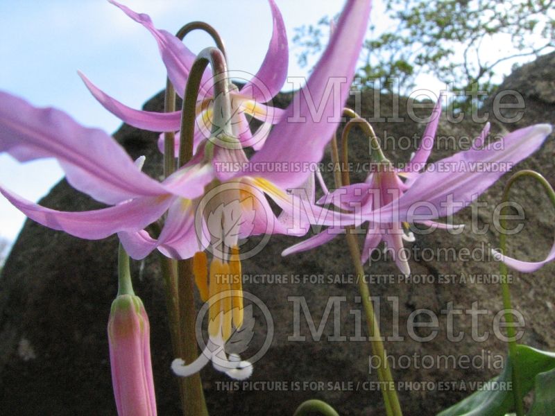Erythronium Knightshayes Pink (Trout lily) 1 
