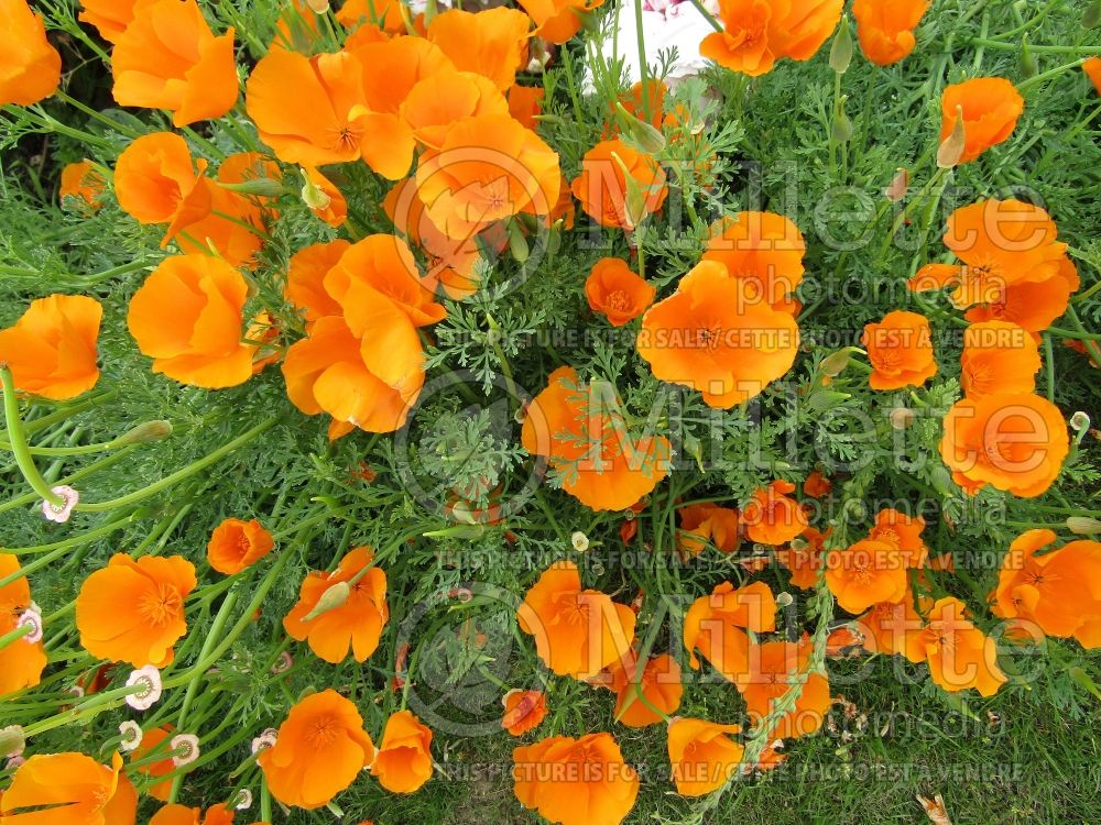 Eschscholzia californica (California poppy) 10 