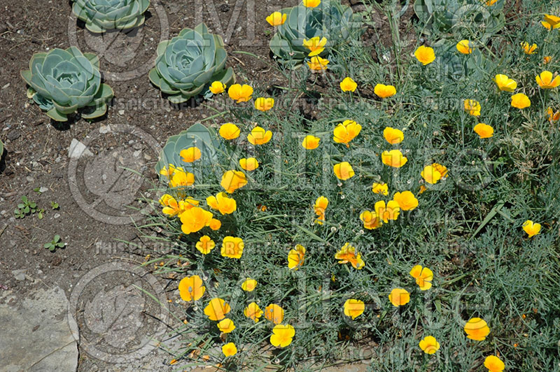 Eschscholzia californica (California poppy) 4 