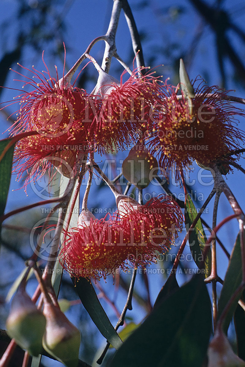 Eucalyptus caesia ssp magna (Silver Princess) 1 