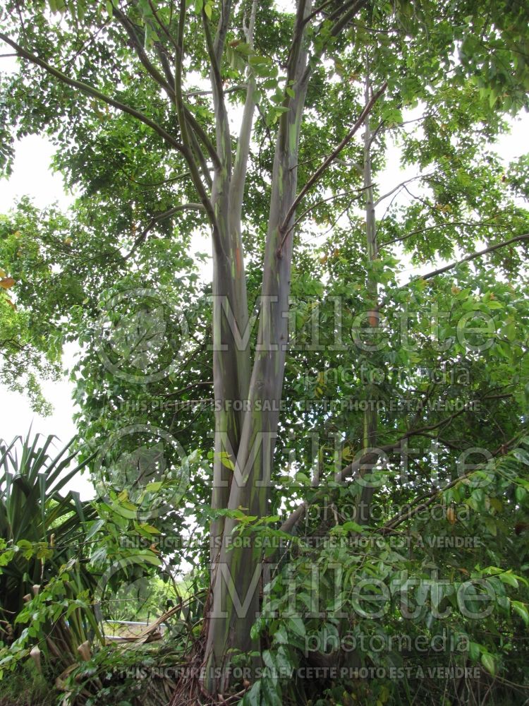 Eucalyptus deglupta (rainbow eucalyptus) 4  
