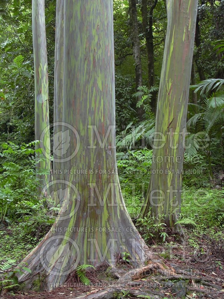 Eucalyptus deglupta (rainbow eucalyptus) 5  