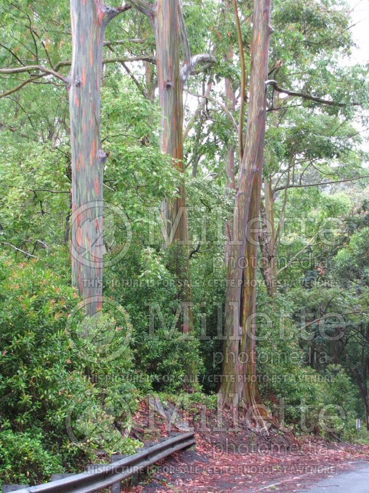 Eucalyptus deglupta (rainbow eucalyptus) 6  