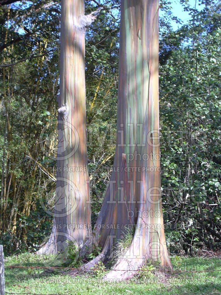 Eucalyptus deglupta (rainbow eucalyptus) 9  