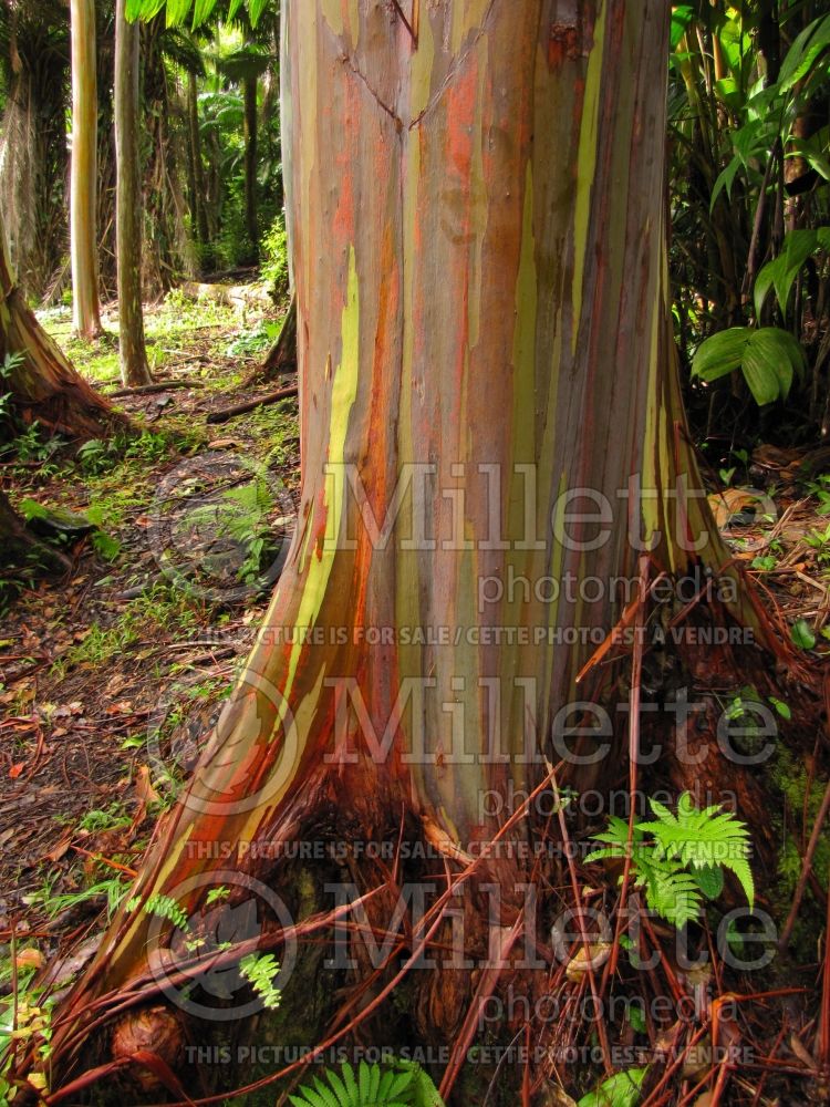 Eucalyptus deglupta (rainbow eucalyptus) 10  