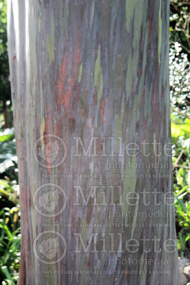 Eucalyptus deglupta (rainbow eucalyptus) 11  