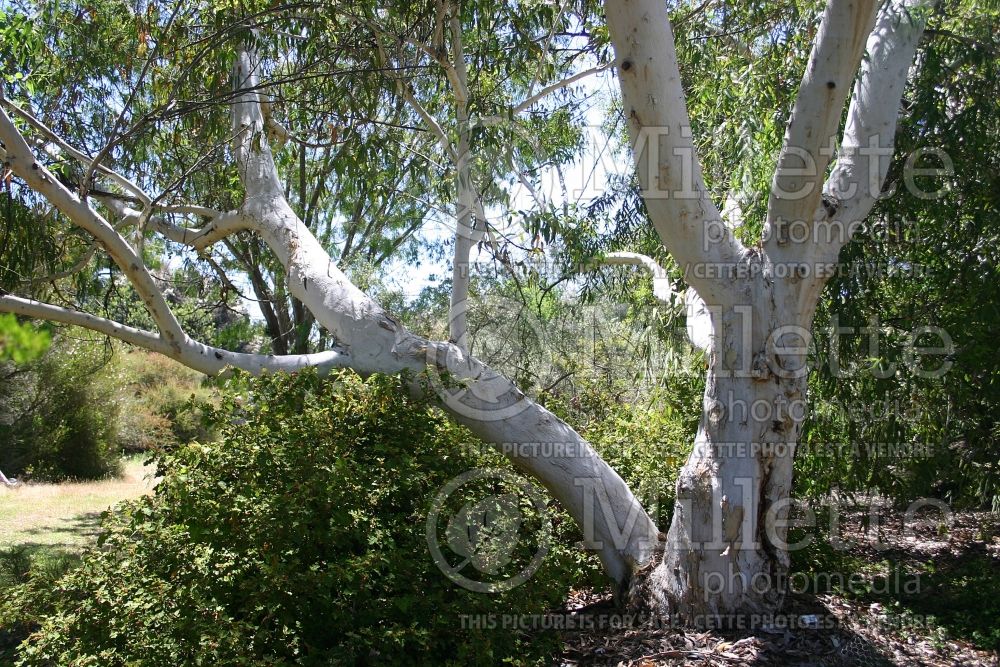 Eucalyptus laeliae (Darling Range ghost gum or butter gum) 1 