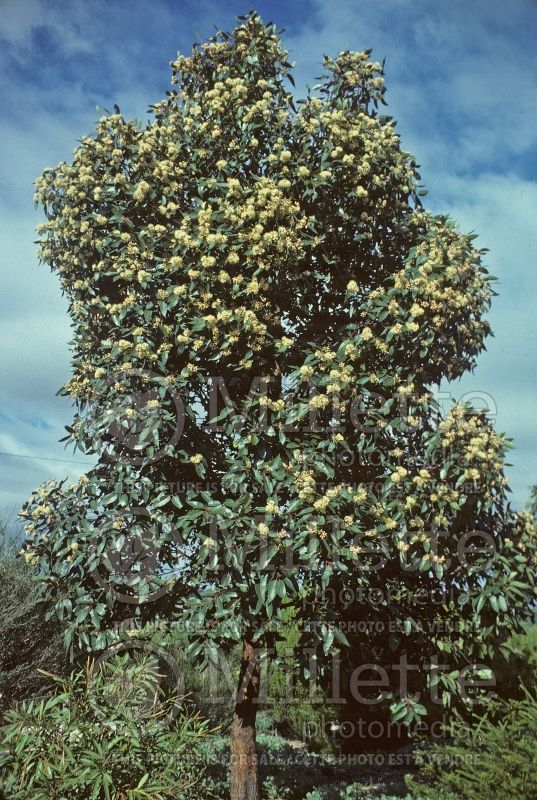 Eucalyptus robusta (Swamp mahogany) 2  