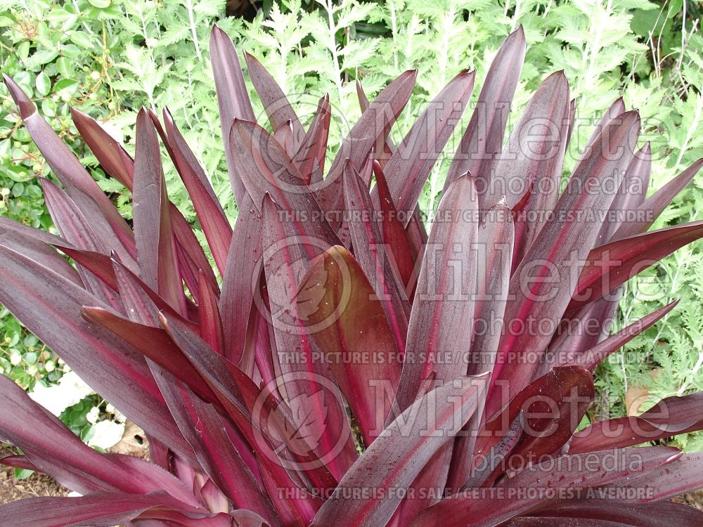 Eucomis Sparkling Burgundy (Pineapple lily) 8 