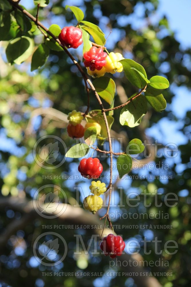 Eugenia uniflora (Surinam Cherry) 4 