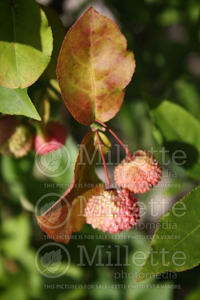 Euonymus americanus (strawberry bush) 3 