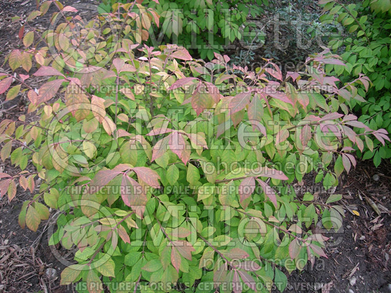 Euonymus Fire Ball (winged spindle tree  Burning Bush) 1 