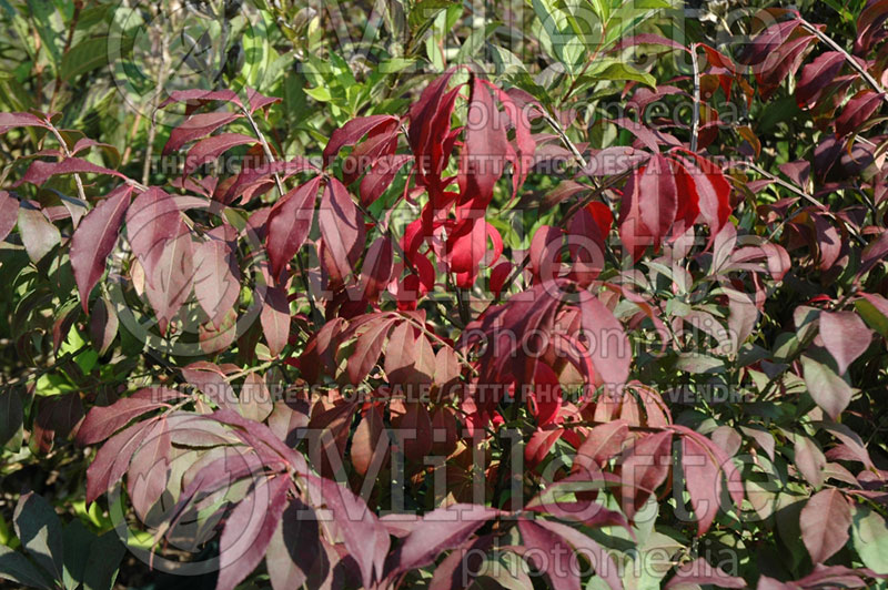 Euonymus Fire Ball (winged spindle tree  Burning Bush) 2 
