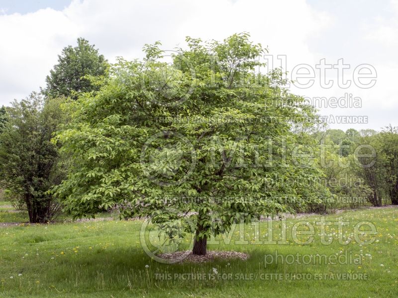 Euonymus nikoensis (Spindle Tree) 1 