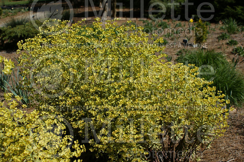 Euphorbia Ascot Rainbow (Spurge, Cushion) 5 