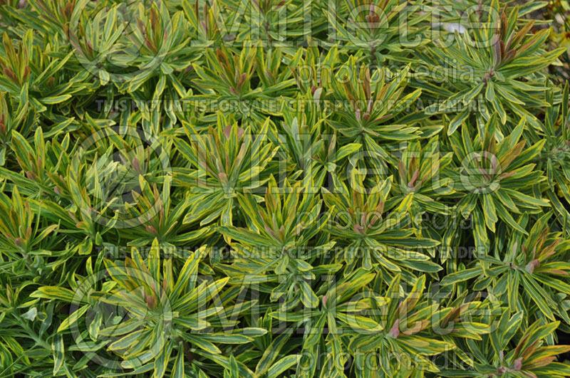 Euphorbia Ascot Rainbow (Spurge, Cushion) 3 
