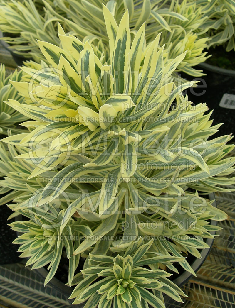 Euphorbia Tasmanian Tiger  (Mediterranean spurge) 1 