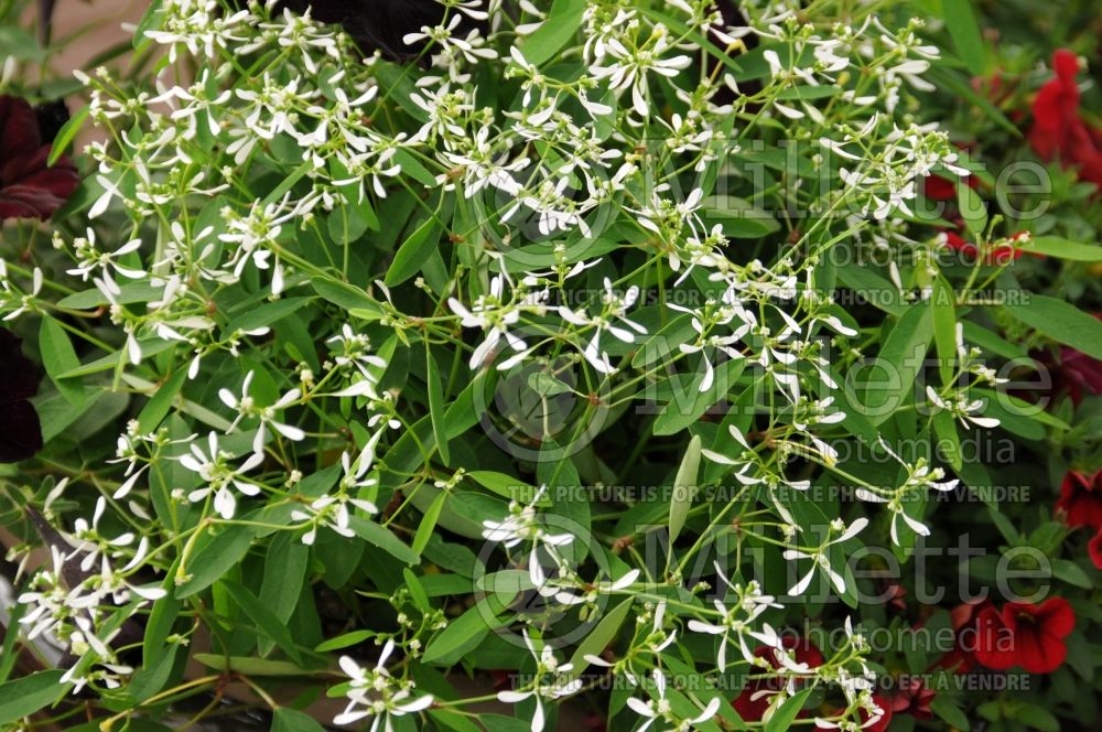 Euphorbia Glitz (Spurge) 1 