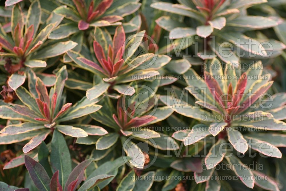 Euphorbia Helena's Blush (Spurge)  2