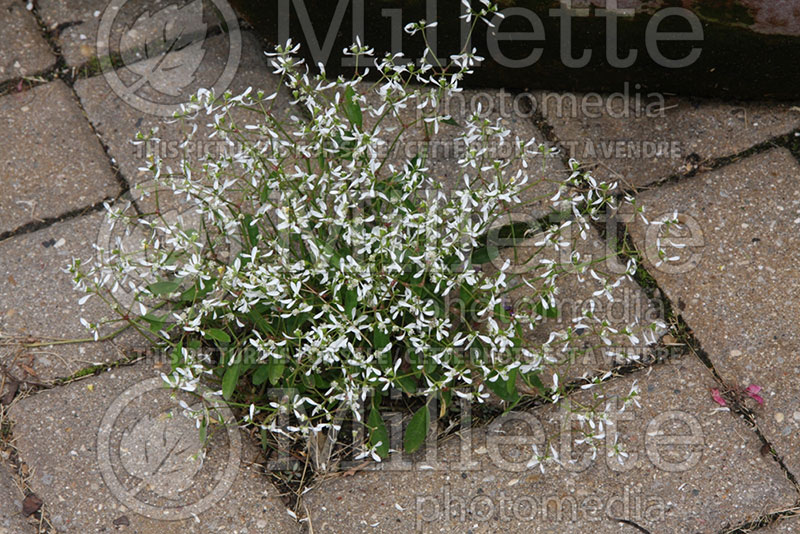 Euphorbia aka chamaesyce Diamond Frost (Euphorbia) 2 