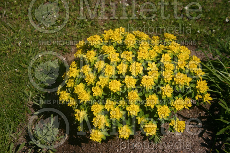 Euphorbia polychroma (Cushion spurge)  1