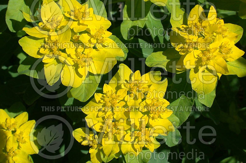 Euphorbia polychroma (Cushion spurge)  